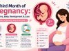 What Changes Happen in the Third Month of Pregnancy? Symptoms, Baby’s Development & Care