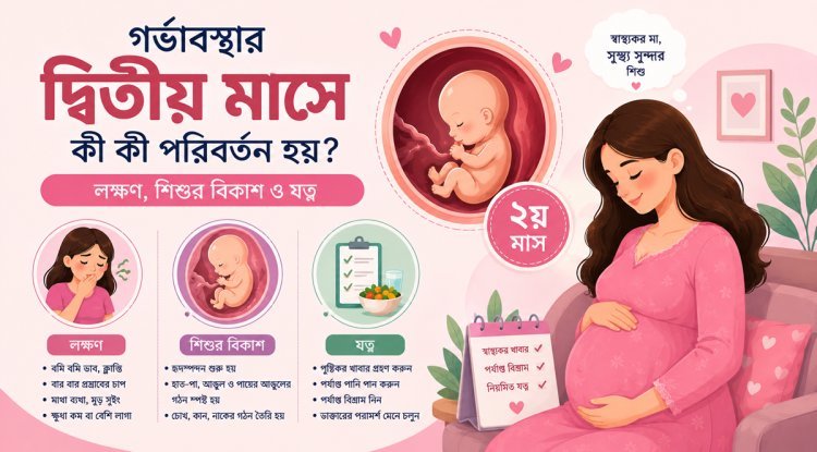 গর্ভাবস্থার দ্বিতীয় মাসে কী কী পরিবর্তন হয়? লক্ষণ, শিশুর বিকাশ ও যত্ন